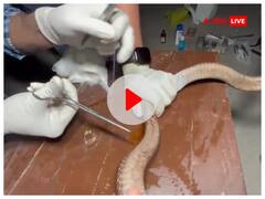 खरगोन में जहरीले सांप की सर्जरी के दौरान हो सकता था बड़ा हादसा, रेस्क्यू के बाद ऐसे बचाई कोबरा की जान