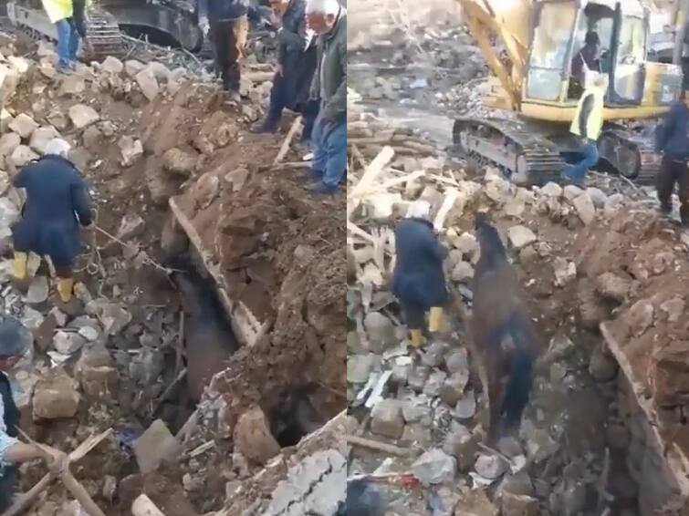 Video: Horse Found Alive Under Rubble 21 Days After Devastating Quake Hit Turkey Video: Horse Found Alive Under Rubble 21 Days After Devastating Quake Hit Turkiye