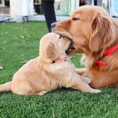 Cute Dogs: ’என் தாய் போல் என் தோழன் போல்’மனிதர்களின் உற்ற தோழனாக விளங்கும் நாய்களின் க்யூட் புகைப்படங்கள்!