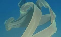 Giant Jellyfish: আন্টার্কটিকায় জলের নিচে ভিনগ্রহী প্রাণী! গবেষণায় উঠে এল আসল তথ্য