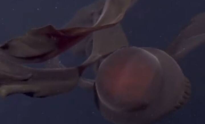 সমুদ্রের গভীরে এমনই ভয়াল, দৈত্যাকার জেলিফিশের দেখা মিলল। প্রথম দর্শনে ভিনগ্রহী প্রাণী বলেই ভ্রম হয়েছিল। গবেষণায় জানা গেল আসল পরিচয়।