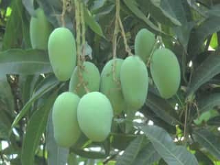 Kacchi Kairi Health Benefits : आंबट कैरी आरोग्यासाठी फायदेशीर; जाणून घ्या फायदे