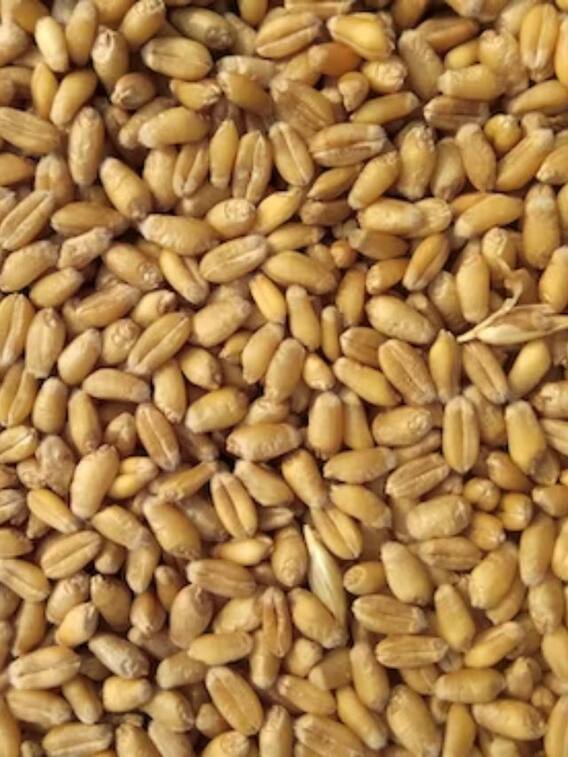 கோதுமை சாப்பிடுவதால் இத்தனை நன்மைகளா!