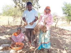 ठाणेकरांनी भात शेतीला बगल देत केली सेंद्रिय हळद लागवड