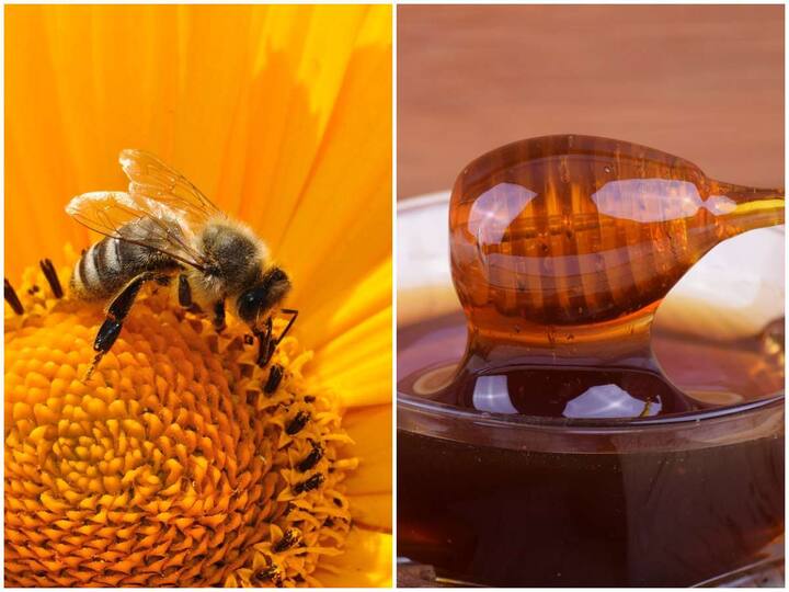 Do you know why honey never spoils? Researchers are explaining the reasons Honey: తేనె ఎప్పటికీ పాడవదు ఎందుకో తెలుసా? కారణాలు వివరిస్తున్న పరిశోధకులు