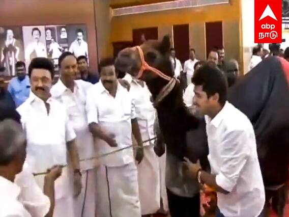 Camel Gift for MK Stalin : ”என்னப்பா இது..” அறிவாலயத்திற்கு வந்த ஒட்டகம்.. ஷாக்கான முதல்வர்