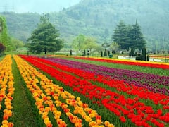 श्रीनगर को अब मिलेगा जापानी चेरी ब्लॉसम थीम गार्डन, आकर्षण में चार-चांद लगने की उम्मीद