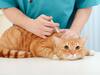 Preventive Veterinary Can Lower Pet Medical Expenses, Increase Pet Lifespan, Expert Says