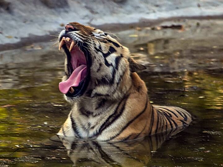 tiger roar in forest of Balrampur Panic people left area many cattle hunted Chhattisgarh ann Chhattisgarh: बाघ की दहाड़ से दहशत, कई लोगों ने छोड़ा इलाका, कई मवेशियों को बना चुका शिकार