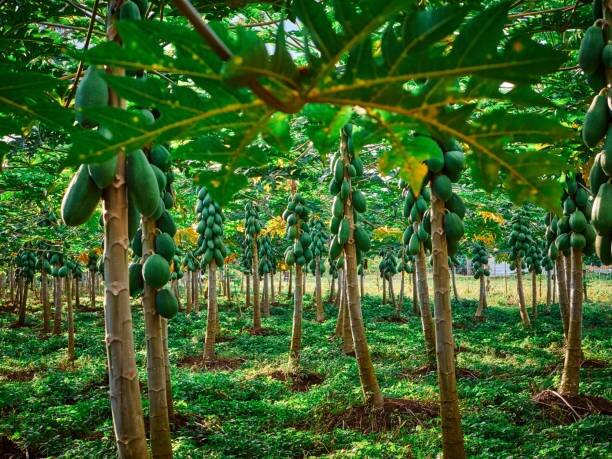 agriculture news Big relief for papaya farmer  Papaya prices hit record high Jalgaon farmer earns six lakh rupees per acre पपई उत्पादक शेतकऱ्यांना मोठा दिलासा; पपईला विक्रमी उच्चांकी भाव, जळगावातील शेतकऱ्याला वर्षातच एकरात सहा लाख रुपये उत्पन्न