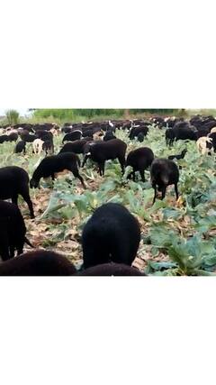 बुलढाण्यात योग्य भाव नसल्याने शेतकऱ्याने कोबीच्या शेतात घातल्या मेंढ्या