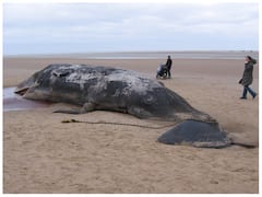 बम की तरह फटती है मरी हुई व्हेल! जानिए क्यों मरने के बाद और भी खतरनाक बन जाती है!