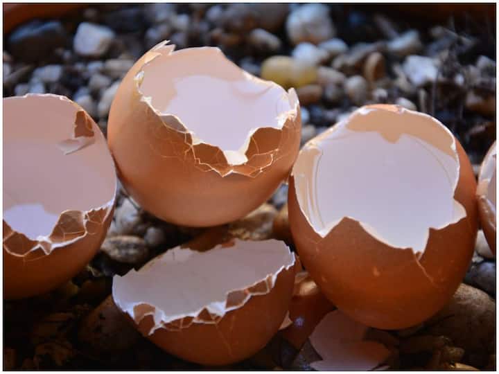 Why do nutritionists say to eat eggshells Egg Shells: గుడ్డునే కాదు, గుడ్డు పెంకులను తినమని పోషకాహార నిపుణులు చెబుతున్నారెందుకు?