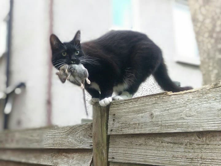 Why Cat Chase Rats कभी सोचा है कि चूहे और बिल्ली के बीच क्यों होती है दुश्मनी