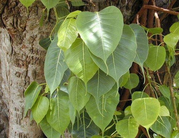 જો દેવું ખૂબ વધી ગયું હોય તો સ્મશાનગૃહમાં જઈ પીપળાના વૃક્ષને પાણી અર્પણ કરો અને દેવોને કરજમુક્તિ માટે પ્રાર્થના કરો. આ કામ ઓછામાં ઓછા 6 શનિવારે કરો.