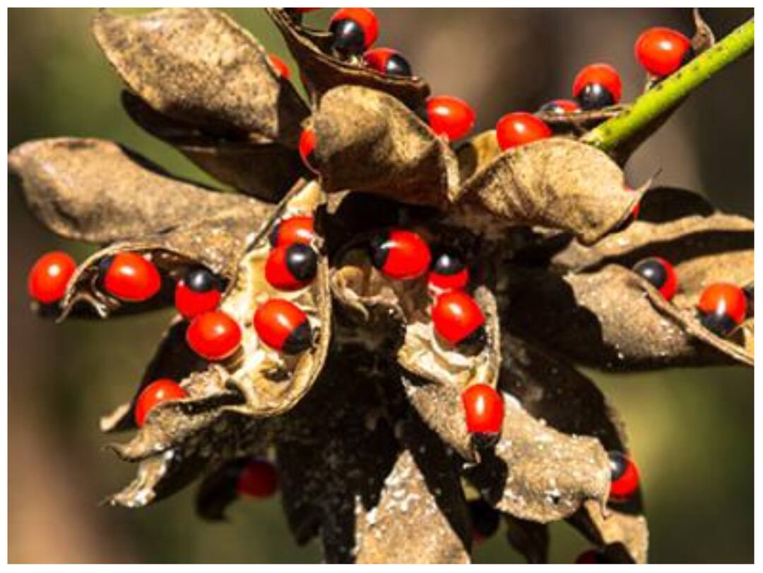 Ratti Meaning You must have heard the phrase at least once Know the history behind Ratti Bhar Phrase 'रत्ती भर भी लाज नहीं है'... क्या आप जानते हैं ये रत्ती क्या होता है और बहुत दिलचस्प है ये कहानी