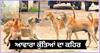 ਆਵਾਰਾ ਕੁੱਤਿਆਂ ਨੇ ਹਸਪਤਾਲ 'ਚ ਸੁੱਤੀ ਮਾਂ ਕੋਲੋਂ ਮਹੀਨੇ ਦੇ ਬੱਚੇ ਨੂੰ ਚੁੱਕ ਕੇ ਨੋਚ-ਨੋਚ ਖਾਧਾ