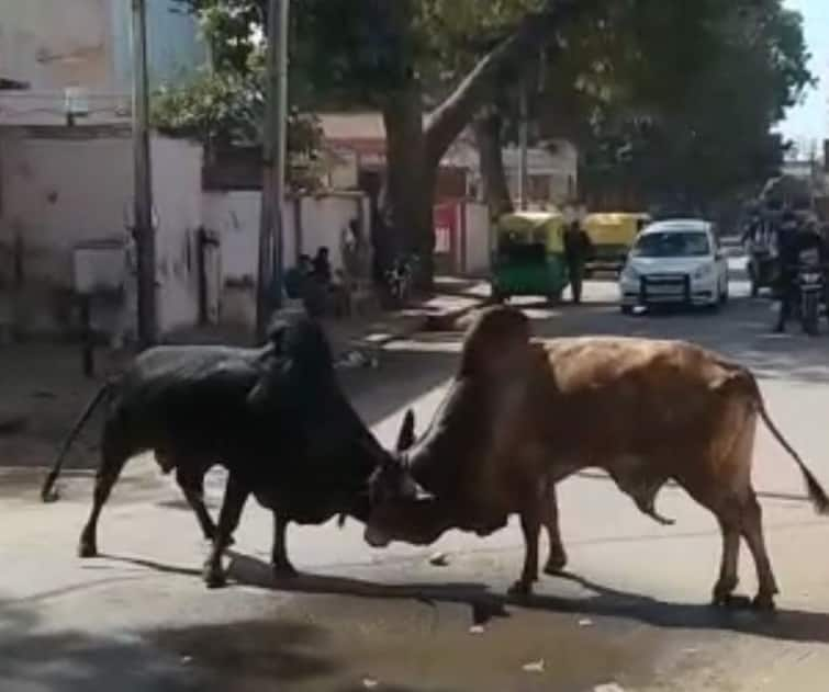 One more killed by stray cattle, Innocent dies after bull throws child in air in surendranagar Surendranagar: રખડતાં ઢોરે વધુ એકનો લીધો જીવ, આખલે બાળકને હવામાં ફંગોળીને પટકતાં થયું માસૂમનું મૃત્યુ