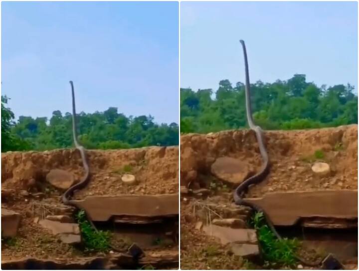 Video: हवा में सीधा खड़ा हो गया किंग कोबरा, एक बड़ी सी लकड़ी जैसा दिखने लगा! आप भी देखें इस वक्त का वीडियो King cobra looking forward with one third of its body in air Video: हवा में सीधा खड़ा हो गया किंग कोबरा, एक बड़ी सी लकड़ी जैसा दिखने लगा! आप भी देखें इस वक्त का वीडियो