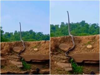 Video: हवा में सीधा खड़ा हो गया किंग कोबरा, एक बड़ी सी लकड़ी जैसा दिखने लगा! आप भी देखें इस वक्त का वीडियो