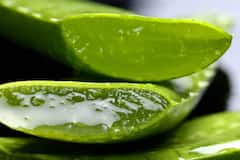 Aloe Vera Benefits:গরমে ত্বক ভাল রাখতে অ্য়ালোভেরার জুরি মেলা ভার, কীভাবে ব্য়বহার করবেন?