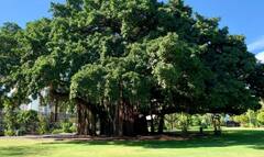 Vastu Tips: ઘરના આંગણામાં વાવો આ 5 વૃક્ષ,  ક્યારેય થાય રૂપિયાની તંગી