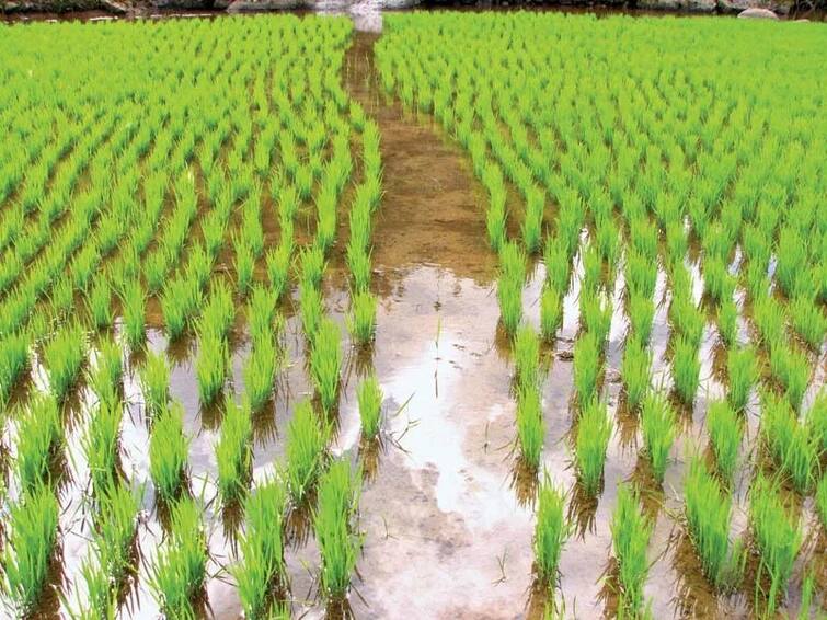 Maharashtra  Bhandara News 50 percent paddy farmers in Bhandara will be deprived of incentives Bhandara:   भंडाऱ्यात 50 टक्के भात उत्पादक शेतकरी राहणार प्रोत्साहन राशीपासून वंचित, घोषणेच्या तीन महिन्यानंतर काढला अध्यादेश