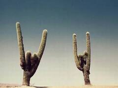 World Weird Law: इन अजीबोगरीब गिनीज वर्ल्ड रिकॉर्ड के बारे में सुनकर माथा पीट लेंगे