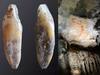 Researchers Discover Oldest Human Genome From Southern Spain: All You Need To Know