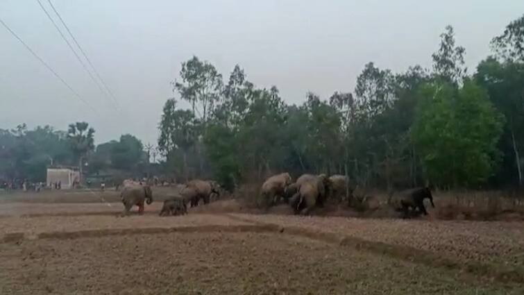 35 Elephants Create Ruckus At Binpur 1 Block  Of Jhargram Jhargram News: নষ্ট খেতের ফসল, ফের হাতির দাপটে নাকাল ঝাড়গ্রাম