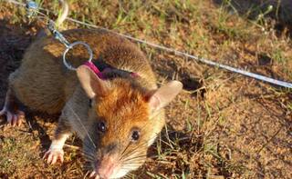 Weird: ਇਸ ਦੇਸ਼ ਵਿੱਚ ਚੂਹਾ ਪਾਲਣ ਤੋਂ ਪਹਿਲਾਂ ਲੈਣੀ ਪੈਂਦੀ ਹੈ ਸਰਕਾਰ ਤੋਂ ਮਨਜ਼ੂਰੀ