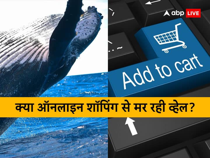 ऑनलाइन शॉपिंग से मर रही व्हेल मछली? जानिए कैसे, रिसर्च में हुआ हैरान करने वाला खुलासा