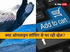 ऑनलाइन शॉपिंग से मर रही व्हेल मछली? जानिए कैसे, रिसर्च में हुआ हैरान करने वाला खुलासा
