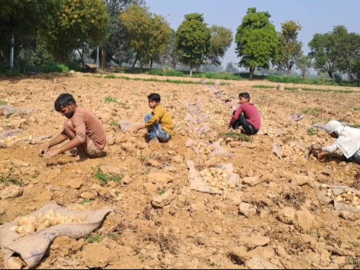 Etawah Government School Students Digging Potatoes in Fields Leaving study ANN Etawah News: इटावा में पढ़ाई-लिखाई छोड़ खेतों में आलू की खुदाई में लगे बच्चे, 300 रुपये में कर रहे दिहाड़ी