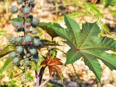 ये है जोड़ों के दर्द और सूजन का इलाज, बिना पैसे लगे पुराने से पुरानी समस्या भी हो जाएगी दूर