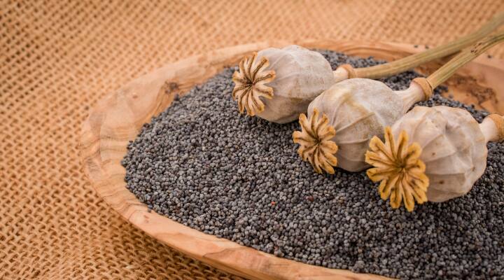 Poppy Seeds: ਪੰਜਾਬ 'ਚ ਭੁੱਕੀ ਸਭ ਤੋਂ ਵੱਧ ਬਦਨਾਮ! ਬਹੁਤ ਘੱਟ ਲੋਕ ਜਾਣਦੇ ਪੋਸਤ ਦੇ ਦਾਣਿਆਂ ਦੇ ਫਾਇਦੇ, ਦਵਾਈਆਂ ਨੂੰ ਵੀ ਪਾਉਂਦੇ ਮਾਤ Poppy Seeds: Get rid of bone weakness with this thing, not with medicines... Drinking daily will only benefit Poppy Seeds: ਪੰਜਾਬ 'ਚ ਭੁੱਕੀ ਸਭ ਤੋਂ ਵੱਧ ਬਦਨਾਮ! ਬਹੁਤ ਘੱਟ ਲੋਕ ਜਾਣਦੇ ਪੋਸਤ ਦੇ ਦਾਣਿਆਂ ਦੇ ਫਾਇਦੇ, ਦਵਾਈਆਂ ਨੂੰ ਵੀ ਪਾਉਂਦੇ ਮਾਤ