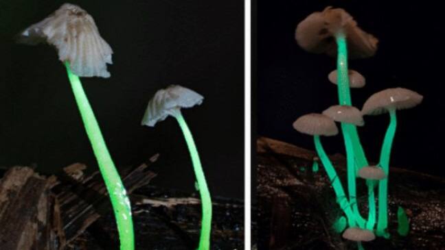 these mushrooms are rare they scatter blue green light at night Mushrooms: ਦੁਰਲੱਭ ਹਨ ਇਹ ਮਸ਼ਰੂਮ, ਰਾਤ ਨੂੰ ਛੱਡਦੇ ਹਨ ਨੀਲੀ-ਹਰੀ ਰੋਸ਼ਨੀ