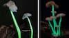 Mushrooms: ਦੁਰਲੱਭ ਹਨ ਇਹ ਮਸ਼ਰੂਮ, ਰਾਤ ਨੂੰ ਛੱਡਦੇ ਹਨ ਨੀਲੀ-ਹਰੀ ਰੋਸ਼ਨੀ