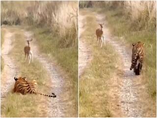 Video: बाघ को अपनी ओर आता देख हिरण के उड़ गए होश, दिल दहला देगा वीडियो