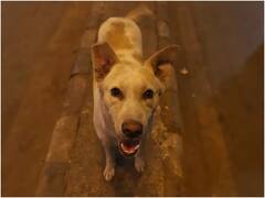 बरेली में 2 साल की मासूम पर टूट पड़ा आवारा कुत्तों का झुंड, मौत तक नोचते रहे शरीर