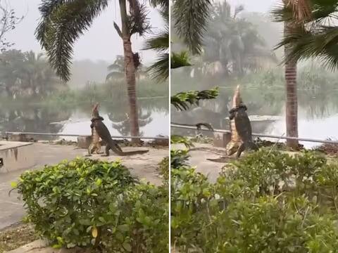 Viral Video: ਕਾਲਜ ਕੈਂਪਸ ਵਿੱਚ ਵੱਡੀਆਂ ਕਿਰਲੀਆਂ ਦੀ ਲੜਾਈ! ਦੋ ਪੈਰਾਂ 'ਤੇ ਖੜ੍ਹੇ ਹੋ ਕੇ ਕੀਤੀ ਲੜਾਈ, ਦੇਖ ਕੇ ਦੰਗ ਰਹਿ ਗਏ ਲੋਕ monitor lizards fighting in iim Kolkata campus susanta nanda ifs viral video Viral Video: ਕਾਲਜ ਕੈਂਪਸ ਵਿੱਚ ਵੱਡੀਆਂ ਕਿਰਲੀਆਂ ਦੀ ਲੜਾਈ! ਦੋ ਪੈਰਾਂ 'ਤੇ ਖੜ੍ਹੇ ਹੋ ਕੇ ਕੀਤੀ ਲੜਾਈ, ਦੇਖ ਕੇ ਦੰਗ ਰਹਿ ਗਏ ਲੋਕ