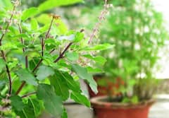 Vastu Tips: ઘરના આંગણામાં વાવો આ 5 વૃક્ષ,  ક્યારેય થાય રૂપિયાની તંગી