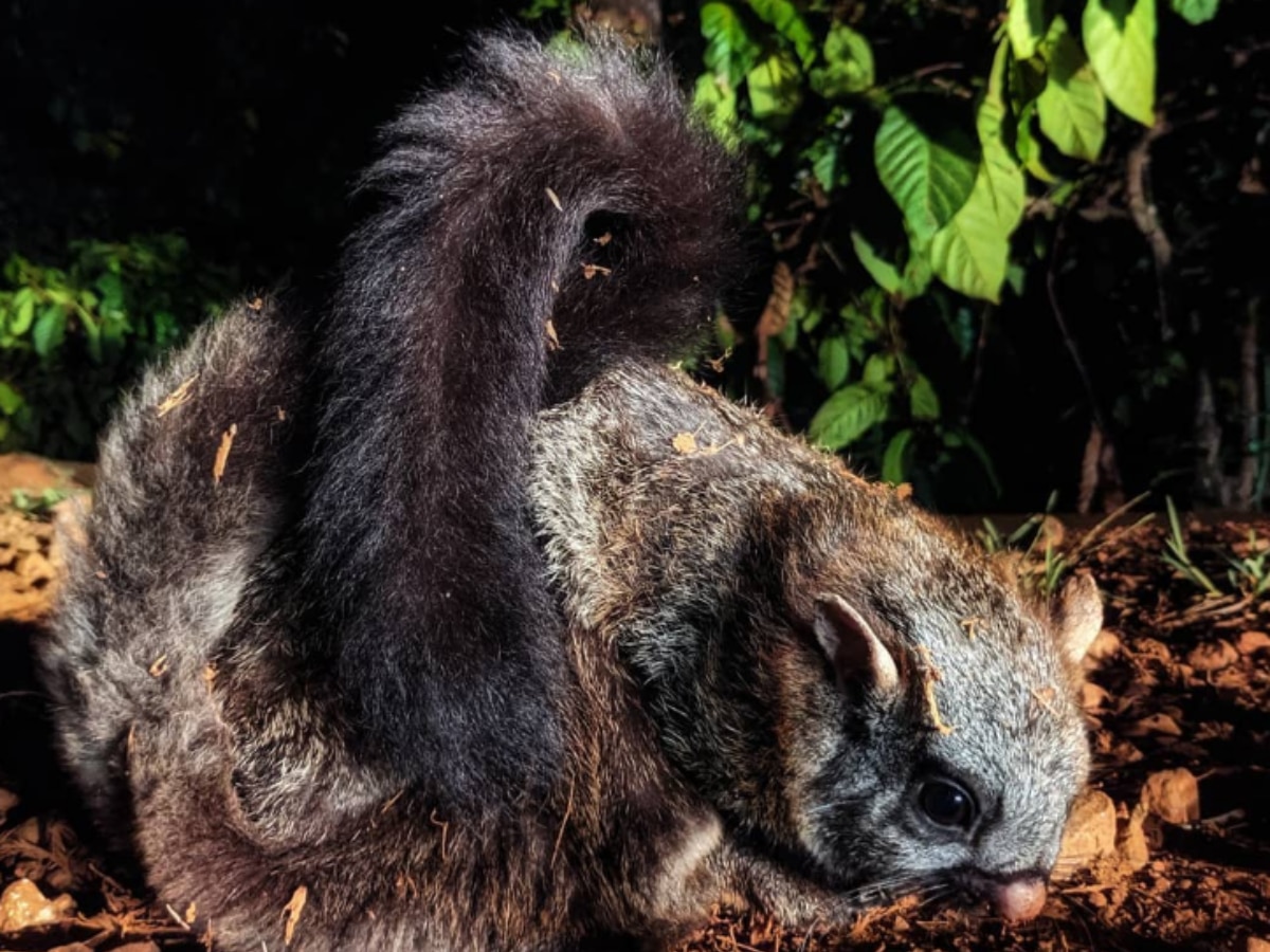 World Wildlife Day 2023: Rare And Exotic Wildlife Species Found In India World Wildlife Day 2023: Rare And Exotic Wildlife Species Found In India