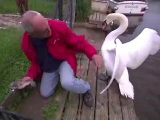 Viral Video: ਹੰਸ ਨੇ ਆਪਣੇ ਬੱਚੇ ਨੂੰ ਬਚਾਉਣ ਲਈ ਆਦਮੀ 'ਤੇ ਕੀਤਾ ਹਮਲਾ, ਕਾਫੀ ਦੇਖਿਆ ਜਾ ਰਿਹਾ ਹੈ ਇਹ ਵੀਡੀਓ