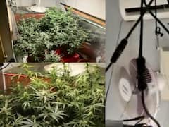 Ganja Plants at Home: ஏசி , ஃபேன் வசதியுடன் வீட்டிலேயே கஞ்சா செடி வளர்த்து வியாபாரம்; சிக்கிய என்ஜினியர் - கஞ்சா வளர்த்தது எப்படி ?