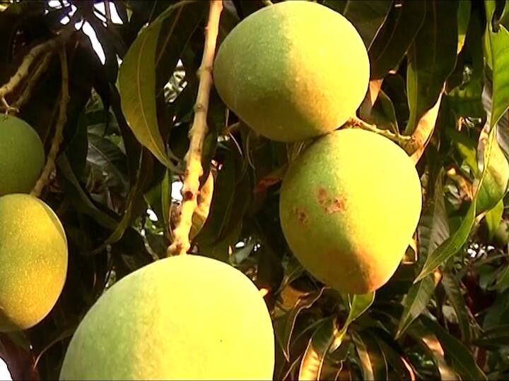 कोकणातील हापूसला (Hapus) जगाच्या बाजारपेठेत मोठी मागणी आहे. मात्र, यंदा हापूस आंब्याच्या उत्पादनात घट (Mango production) झाली आहे.