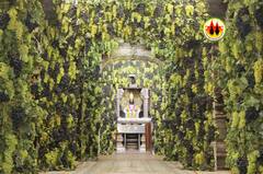 Vitthal Temple Decoration : आमलिका एकादशीनिमित्त एक टन द्राक्षांचा वापर करुन विठ्ठल मंदिरात आकर्षक सजावट