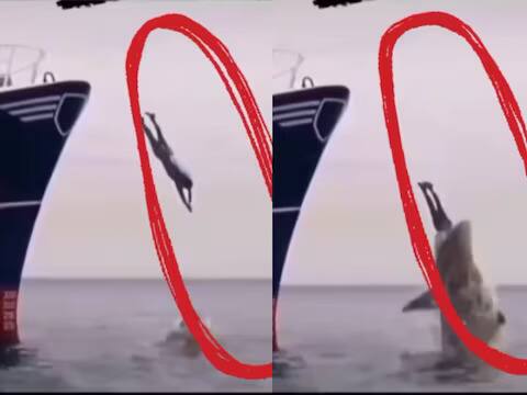 as soon as the person jumped into the sea from the ship he was quickly swallowed by a huge shark Viral Video: ਸਮੁੰਦਰ 'ਚ ਛਾਲ ਮਾਰਦੇ ਹੀ ਹੋਇਆ 'ਸਕੈਂਡਲ', ਐਡਵੈਂਚਰ ਦੀ ਚੁਕਾਉਣੀ ਪਈ ਵੱਡੀ ਕੀਮਤ, ਹੋਸ਼ ਉੱਡਾ ਦੇਵੇਗਾ ਸੀਨ