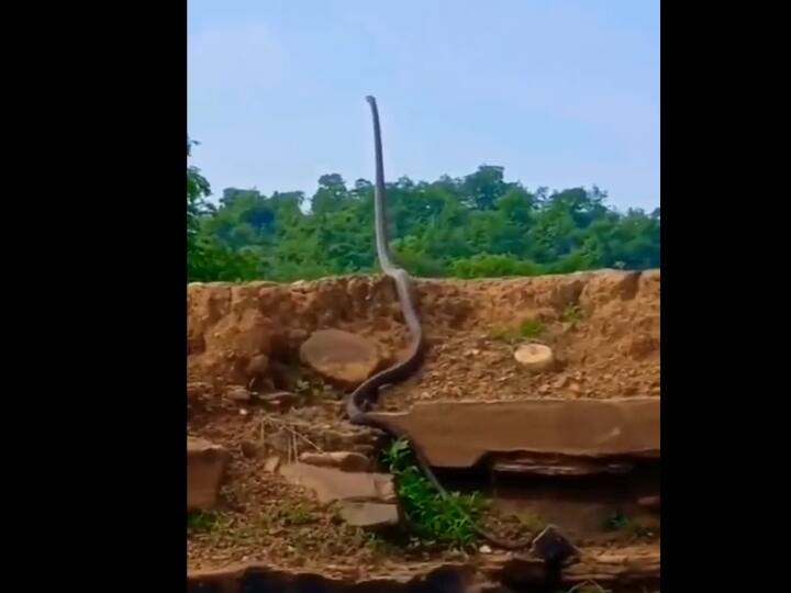 Watch Video Indian forest officer shares video of king cobra standing up internet stunned Watch Video: அடேங்கப்பா..! ஒரு ஆளு உயரத்திற்கு எழுந்து நிற்கும் ராஜநாகம்..! வீடியோ பாத்தா மிரண்டு போயிருவீங்க..!