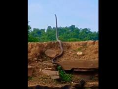 Watch Video: அடேங்கப்பா..! ஒரு ஆளு உயரத்திற்கு எழுந்து நிற்கும் ராஜநாகம்..! வீடியோ பாத்தா மிரண்டு போயிருவீங்க..!